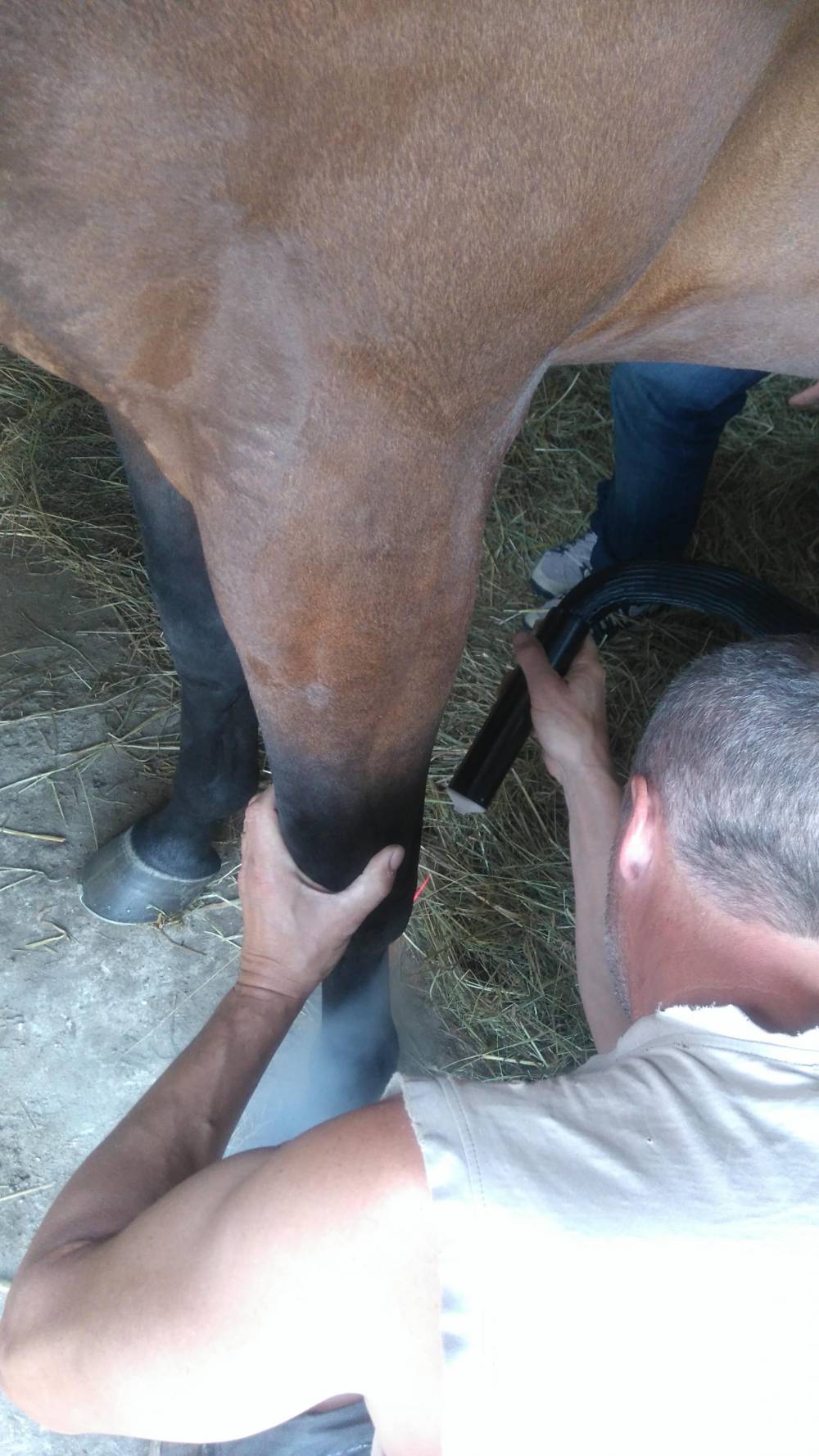 Cryothérapie localisée pour chevaux et animaux domestiques